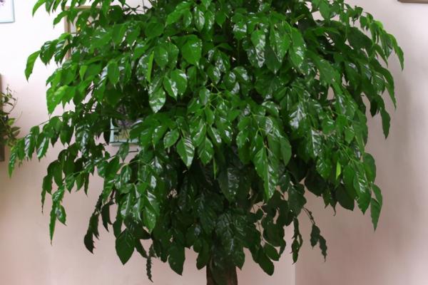 幸福树的名称来源,是销售商为了迎合消费者的心理而命名