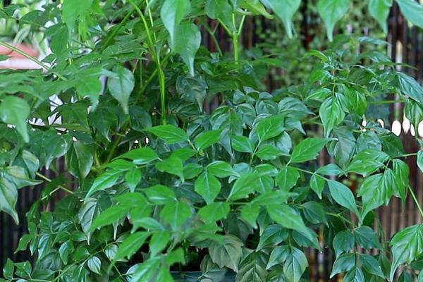 幸福树的名称来源,是销售商为了迎合消费者的心理而命名