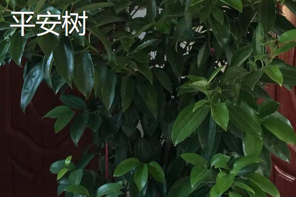 幸福树的名称来源,是销售商为了迎合消费者的心理而命名