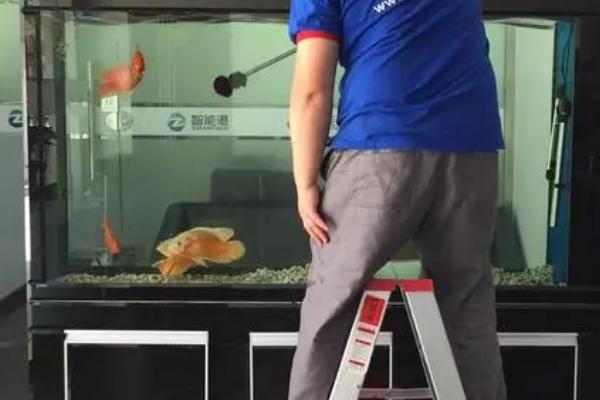 鱼缸为什么出现白毛,一般是因为长出菌膜所导致