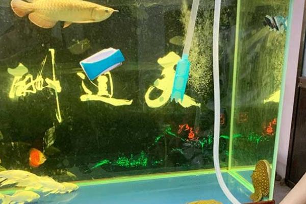 鱼缸为什么出现白毛,一般是因为长出菌膜所导致