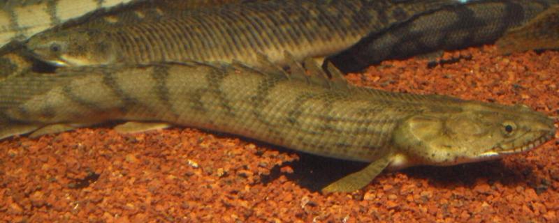 恐龙鱼可以长到什么程度