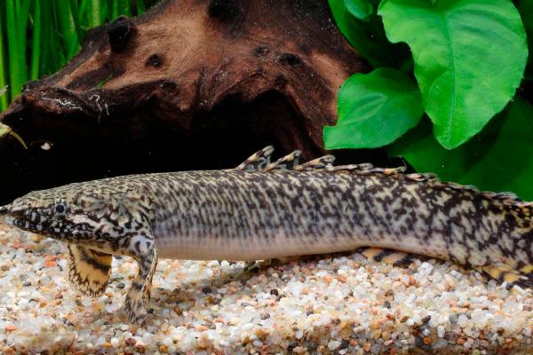 恐龙鱼可以长到什么程度,主要取决于自身品种、生长环境等因素