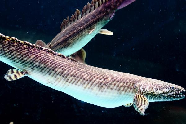 恐龙鱼可以长到什么程度,主要取决于自身品种、生长环境等因素