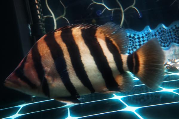 恐龙鱼可以长到什么程度,主要取决于自身品种、生长环境等因素