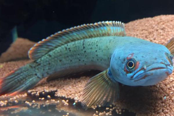 恐龙鱼可以长到什么程度,主要取决于自身品种、生长环境等因素