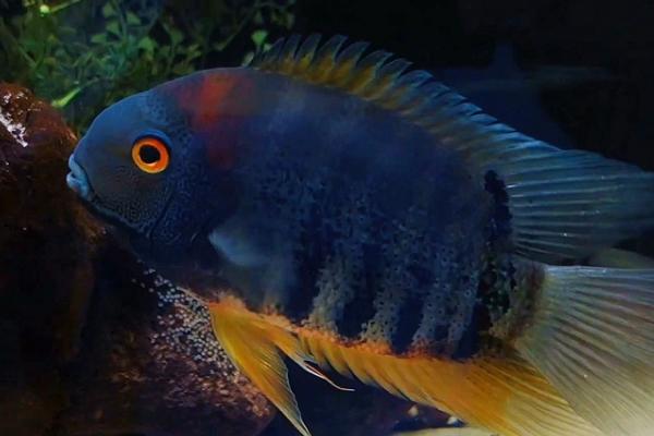 恐龙鱼可以长到什么程度,主要取决于自身品种、生长环境等因素