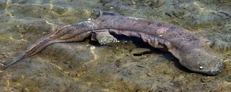 娃娃鱼是怎么繁殖的