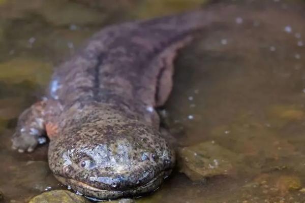 娃娃鱼是怎么繁殖的，是卵生动物