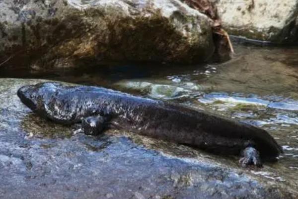 娃娃鱼是怎么繁殖的，是卵生动物