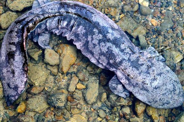 娃娃鱼是怎么繁殖的，是卵生动物