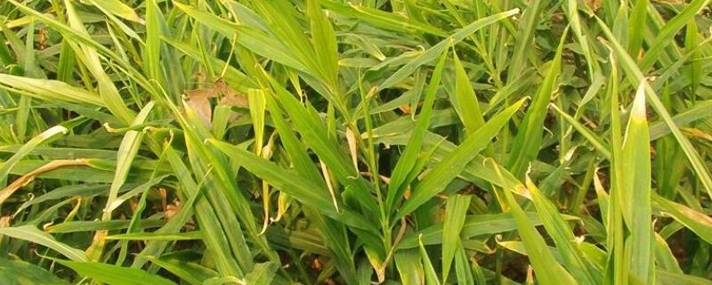 生姜叶子发黄的原因