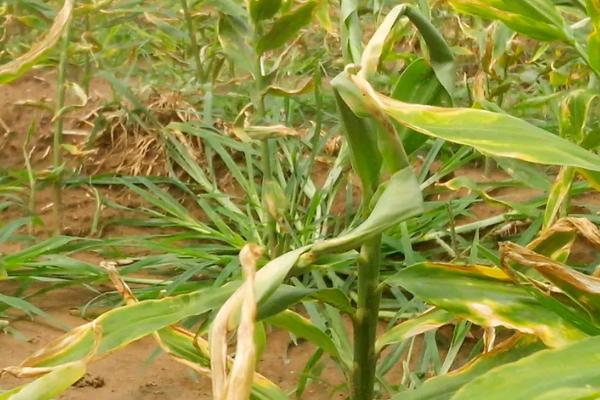 生姜叶子发黄的原因，栽种地土壤粘重会导致