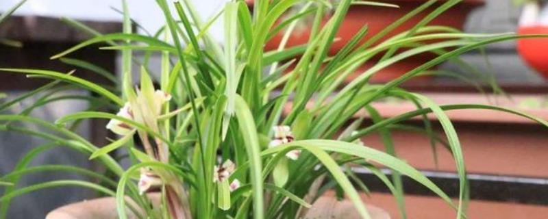 夏季兰花栽培注意事项