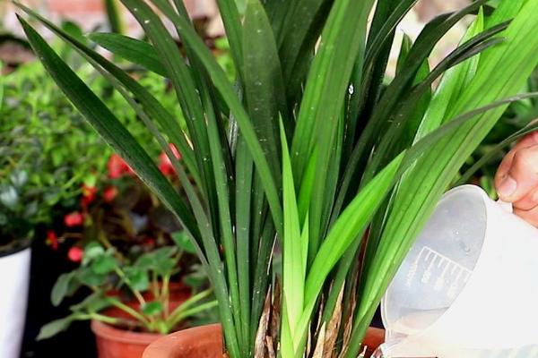 夏季兰花栽培注意事项，首先要加强通风、防暑降温