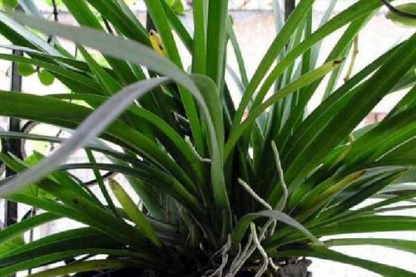 夏季兰花栽培注意事项，首先要加强通风、防暑降温