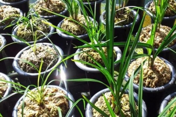 夏季兰花栽培注意事项，首先要加强通风、防暑降温