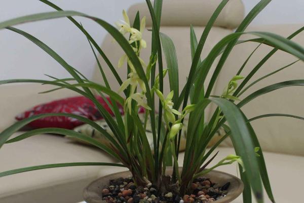 夏季兰花栽培注意事项，首先要加强通风、防暑降温