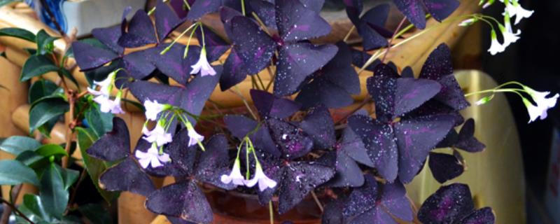 三叶草紫蝴蝶花的养护方法