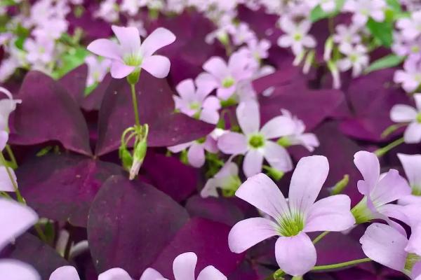 三叶草紫蝴蝶花的养护方法，平时要勤浇水、让盆土保持湿润
