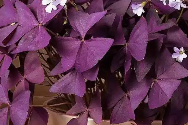 三叶草紫蝴蝶花的养护方法，平时要勤浇水、让盆土保持湿润