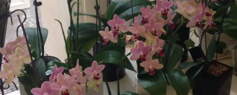 送蝴蝶兰的含义