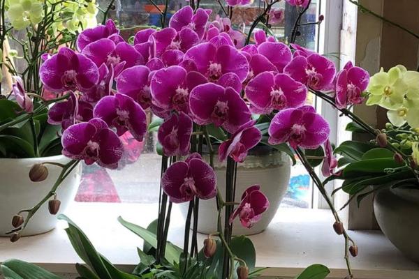 送蝴蝶兰的含义，代表我爱你、蕙质兰心、深厚友谊等意思