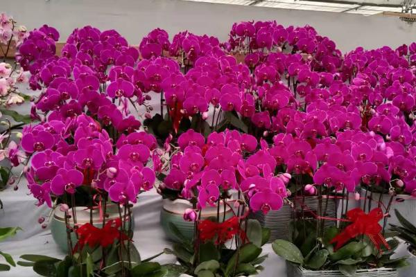 送蝴蝶兰的含义，代表我爱你、蕙质兰心、深厚友谊等意思