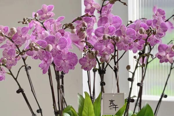 送蝴蝶兰的含义，代表我爱你、蕙质兰心、深厚友谊等意思