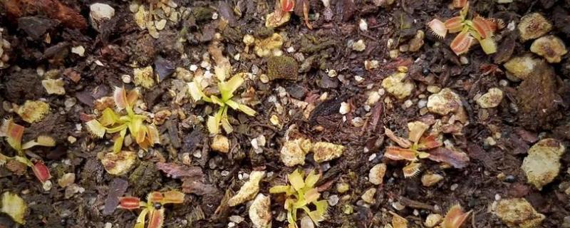 捕蝇草种子怎么种