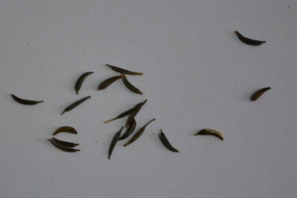 捕蝇草种子怎么种，需要用水苔种植