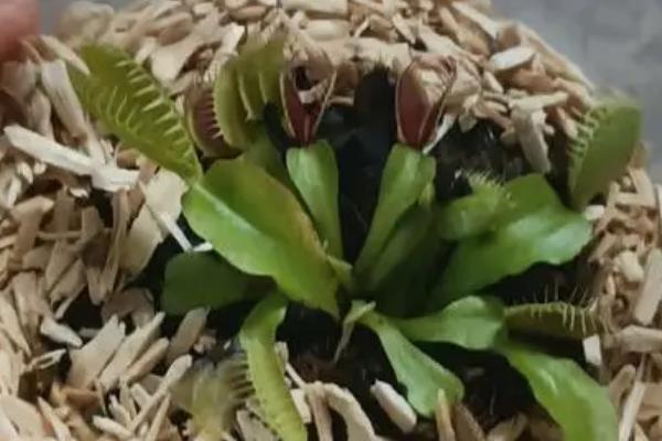 捕蝇草种子怎么种，需要用水苔种植