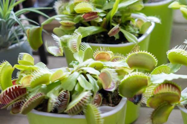 捕蝇草种子怎么种，需要用水苔种植