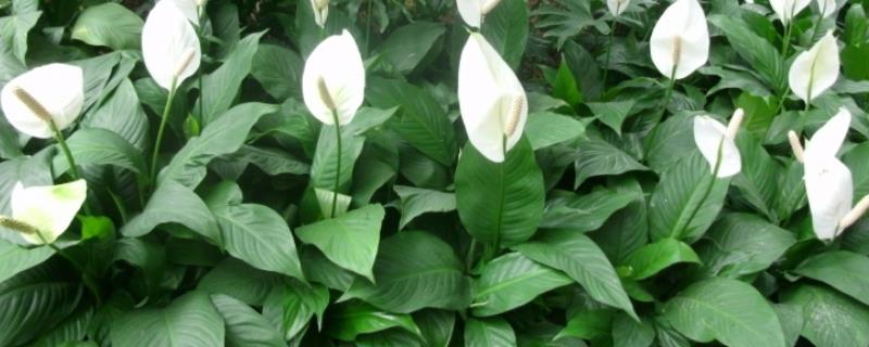 白鹤芋如何修剪