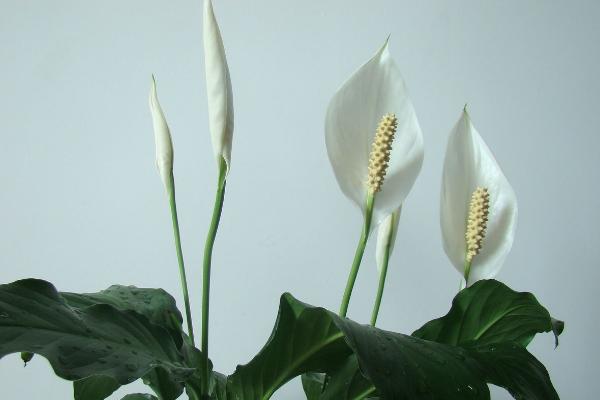 白鹤芋如何修剪，首先进行枝叶修剪确保植株的生长