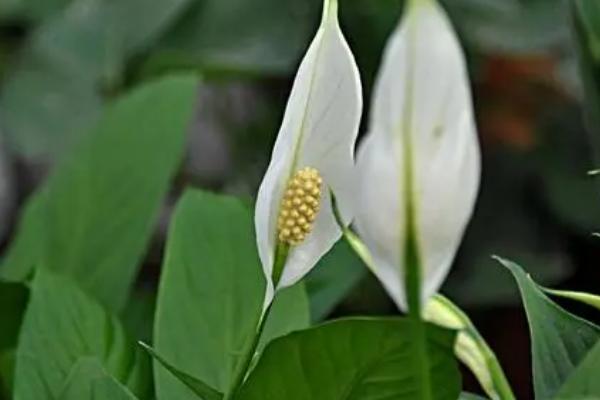 白鹤芋如何修剪，首先进行枝叶修剪确保植株的生长