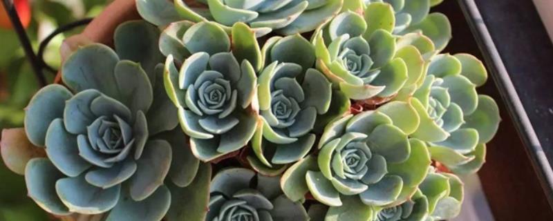 玉蝶黄叶的原因