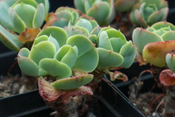 玉蝶黄叶的原因，光照不足或浇水不当均会导致