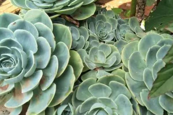 玉蝶黄叶的原因，光照不足或浇水不当均会导致