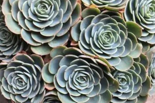 玉蝶黄叶的原因，光照不足或浇水不当均会导致