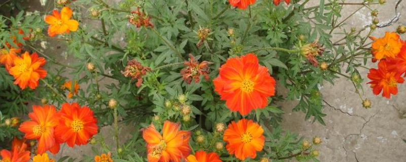 硫华菊怎么播种