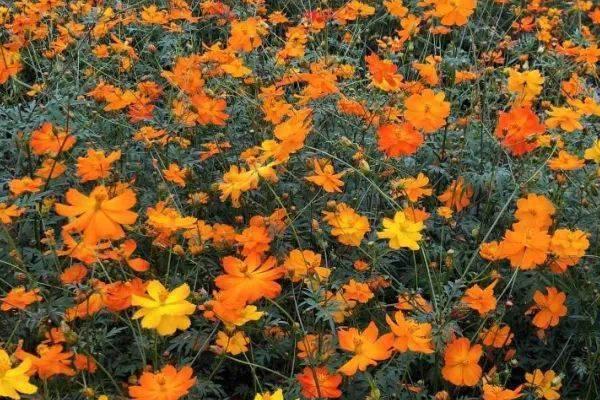 硫华菊怎么播种，3-5月份播种为佳