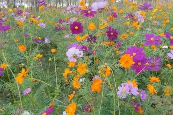 硫华菊怎么播种，3-5月份播种为佳