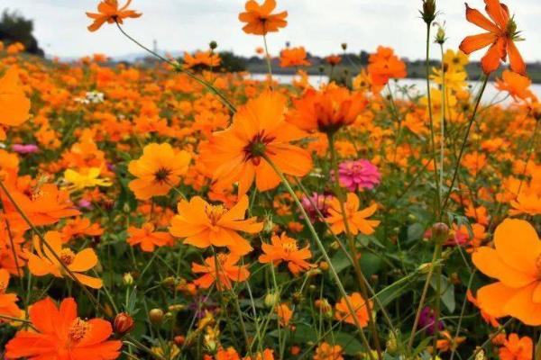 硫华菊怎么播种，3-5月份播种为佳