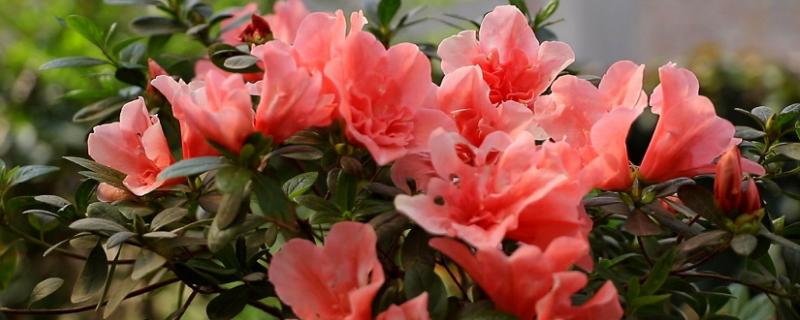 浇杜鹃花加多少醋合适