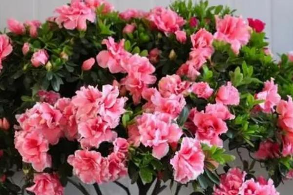 浇杜鹃花加多少醋合适，浓度保持在5‰即可