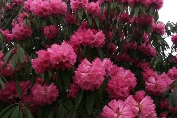 浇杜鹃花加多少醋合适，浓度保持在5‰即可