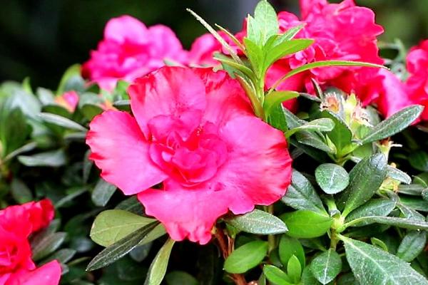 浇杜鹃花加多少醋合适，浓度保持在5‰即可