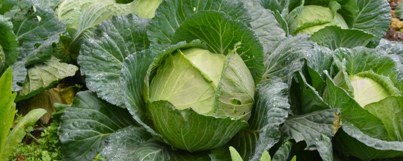 包菜是甘蓝吗
