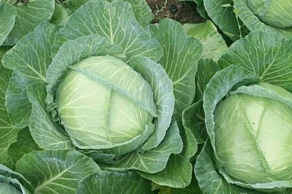 包菜是甘蓝吗，包菜是甘蓝的一种